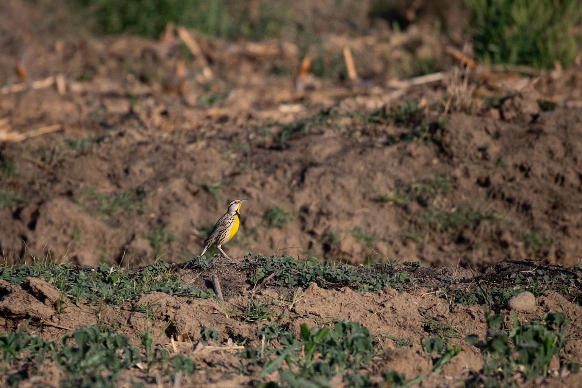 Eastern/Chihuahuan Meadowlark - ML633012826