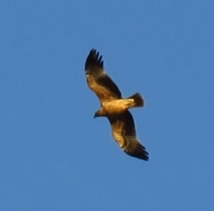 Spanish Eagle - ML633012838