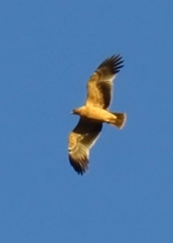 Spanish Eagle - ML633012839