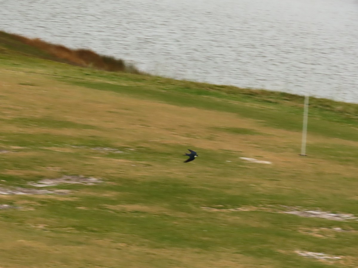 Bahama Swallow - ML633012880