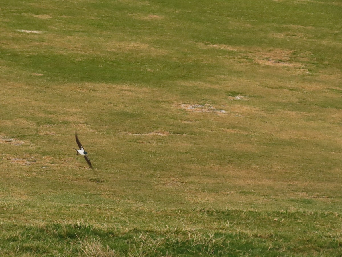 Bahama Swallow - ML633012881