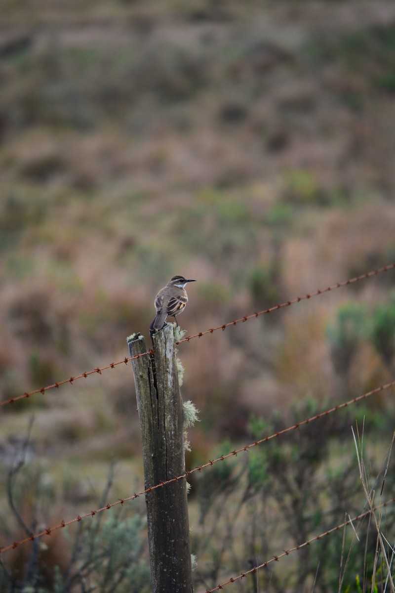 Long-tailed Cinclodes (Long-tailed) - ML633012895
