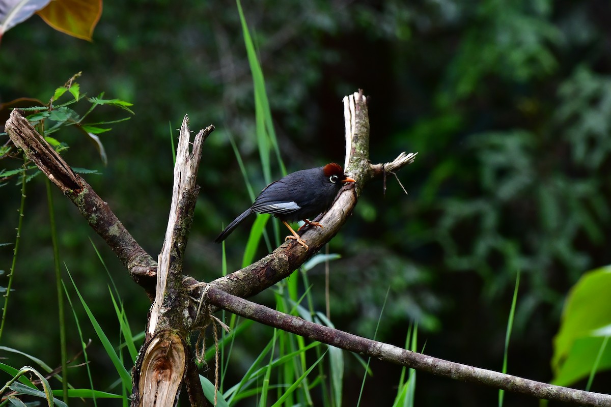 Chestnut-capped Laughingthrush - ML633013032