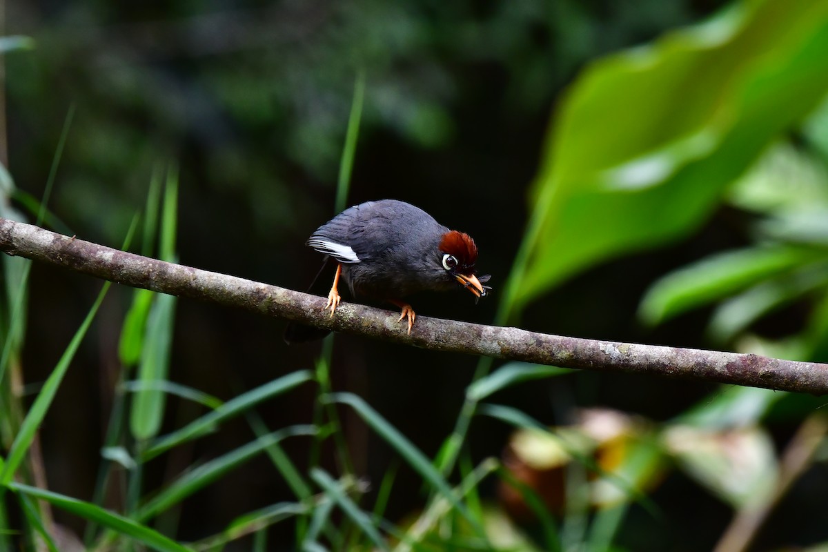 Chestnut-capped Laughingthrush - ML633013033