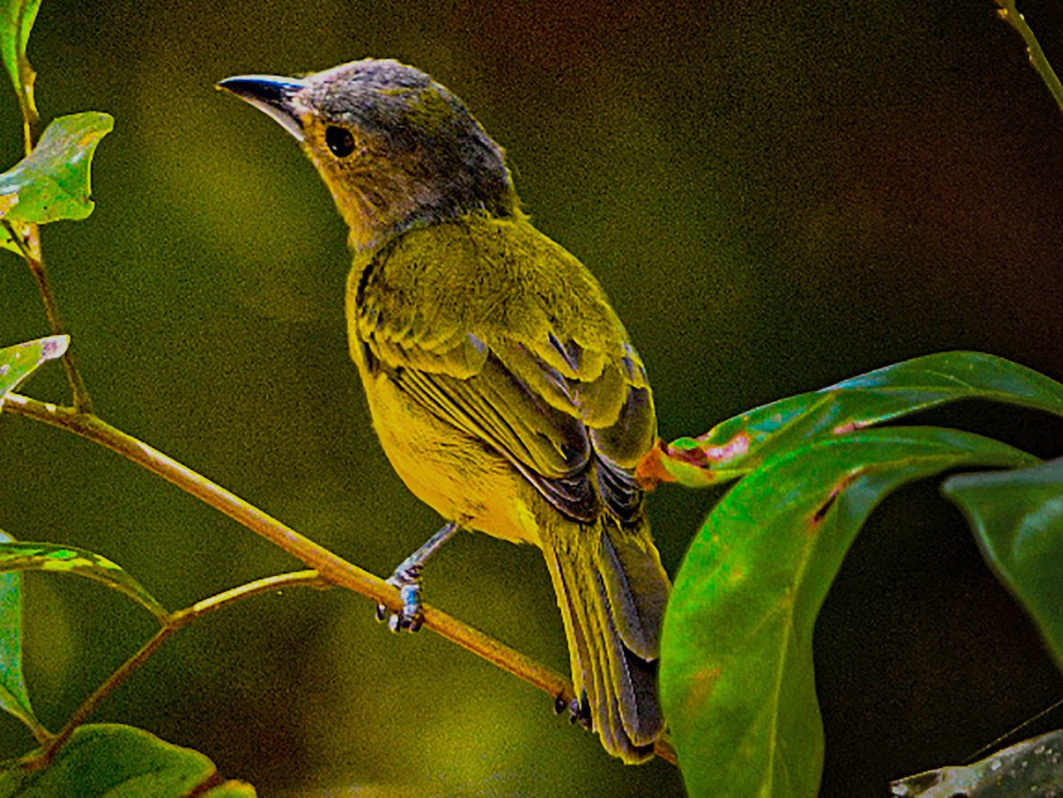 Ochre-bellied Flycatcher - ML633013263