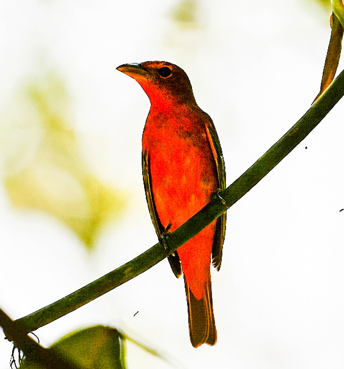 Summer Tanager - ML633013300