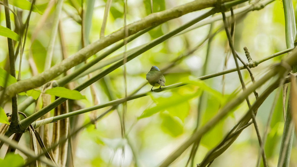 Blue-capped Manakin - ML633013522