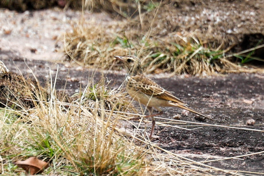Buffy Pipit - ML633013534