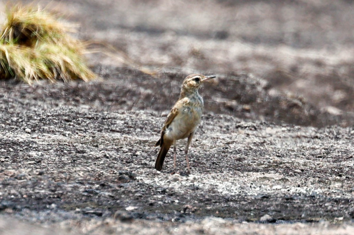 Buffy Pipit - ML633013535