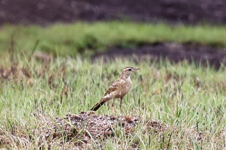 Buffy Pipit - ML633013536