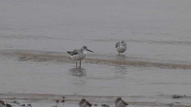 Nordmann's Greenshank - ML633013609