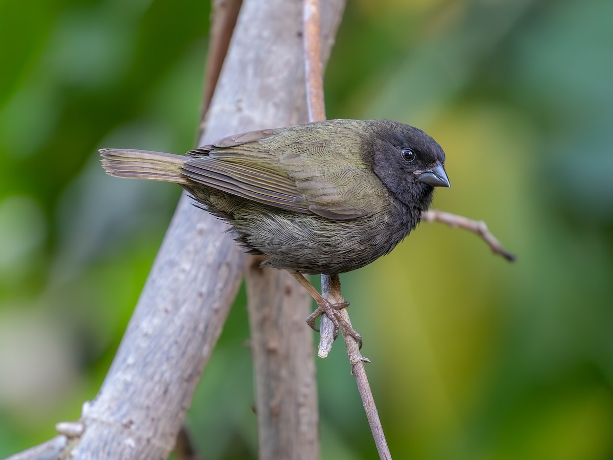 episcepsis melanota Black-faced Grassquit - Melanospiza bicolor Lungs
