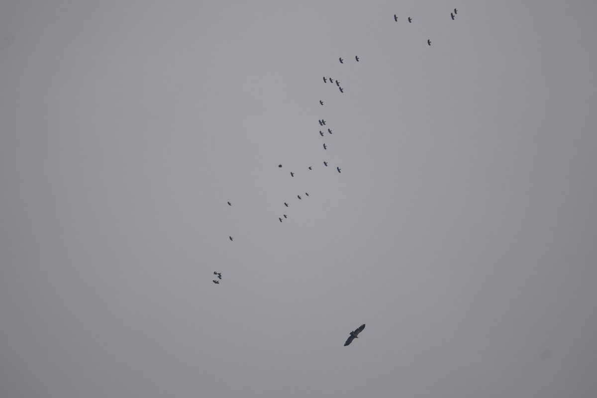 Large-billed Crow - ML633013782