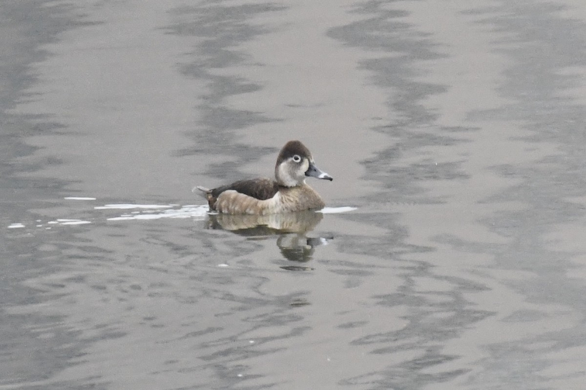 Ring-necked Duck - ML633013793