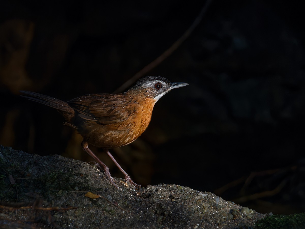 Malayan Black-capped Babbler - ML633013851