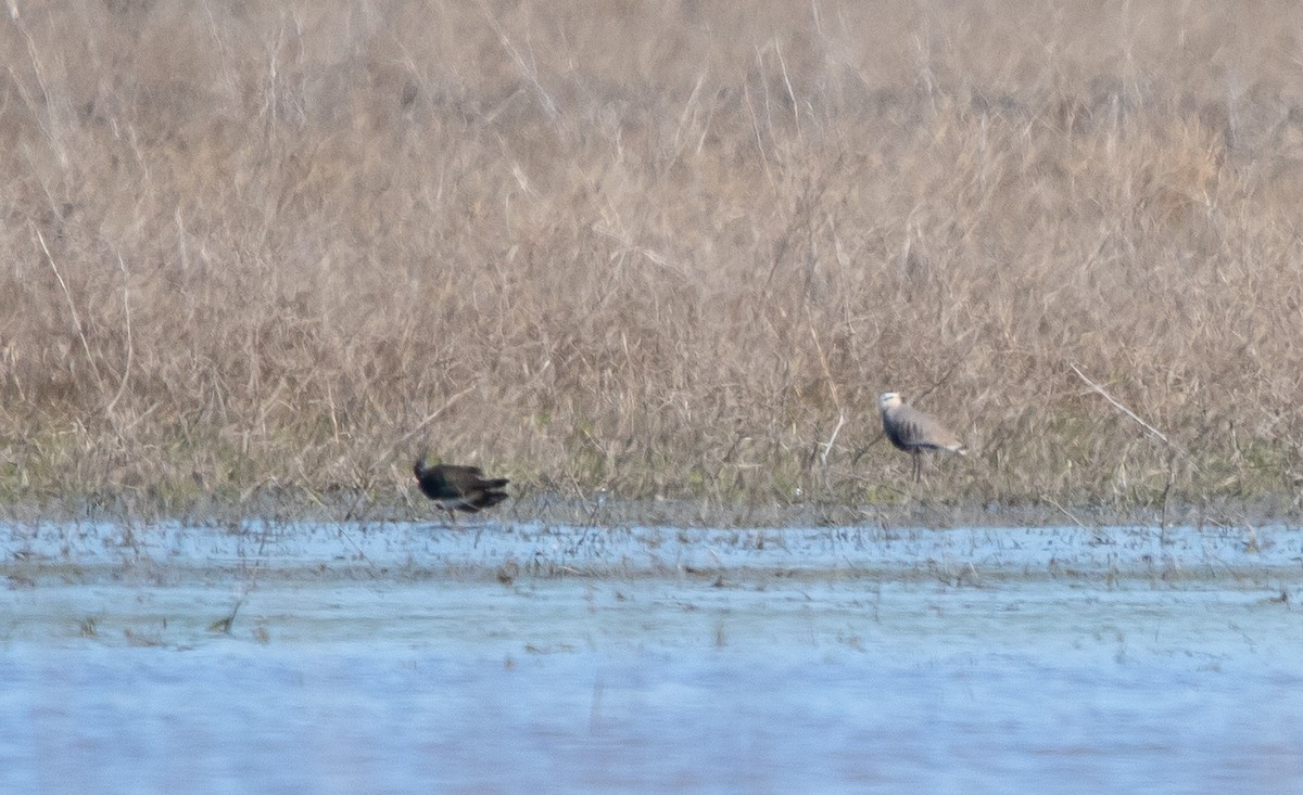 Sociable Lapwing - ML633013854