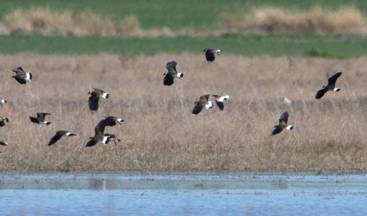Sociable Lapwing - ML633013855