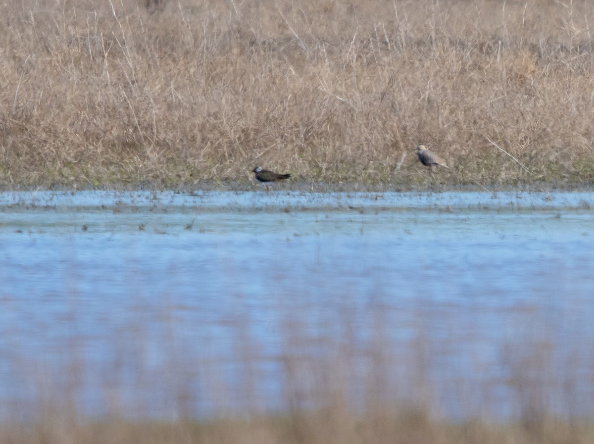 Sociable Lapwing - ML633013856