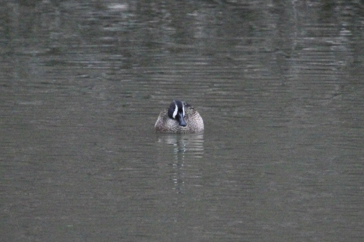 Blue-winged Teal - ML633013976