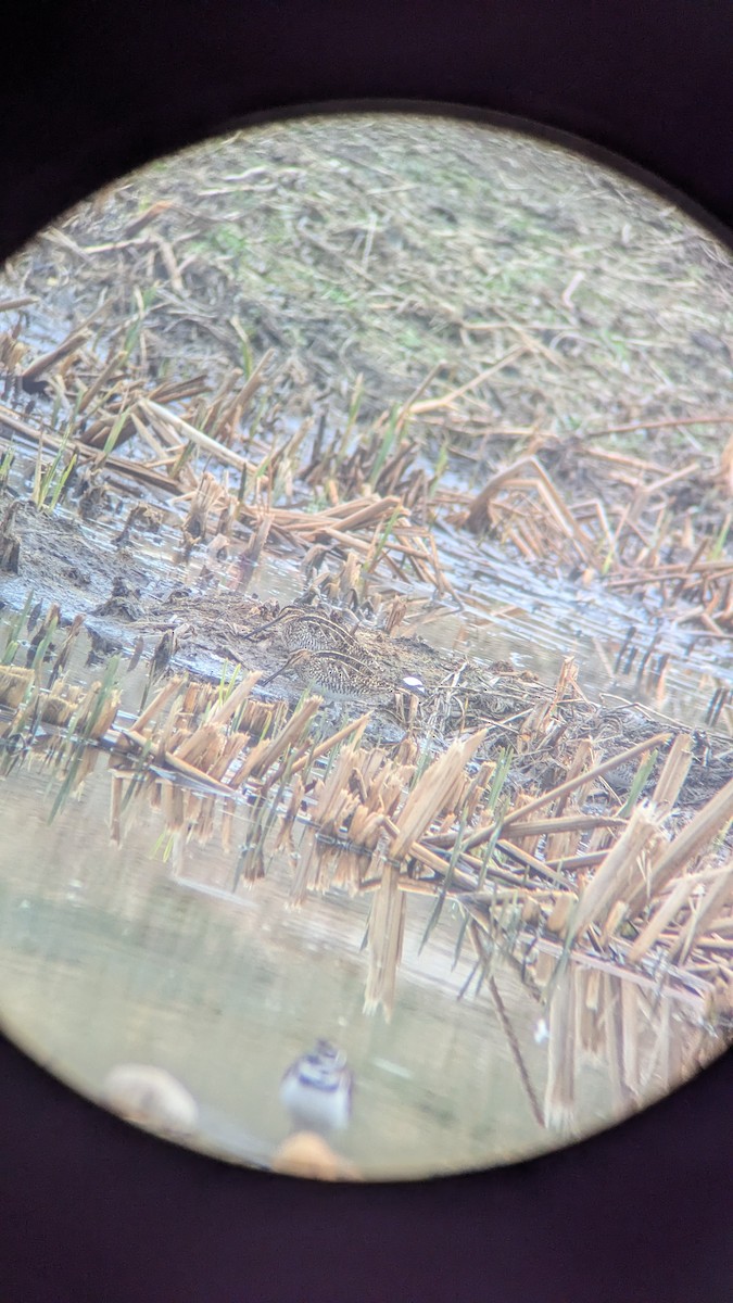 Wilson's Snipe - ML633013985