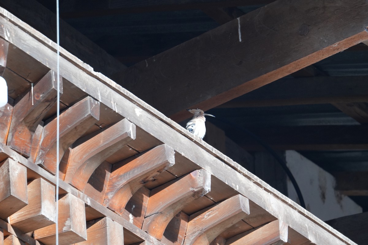 Common Hoopoe - ML633014006