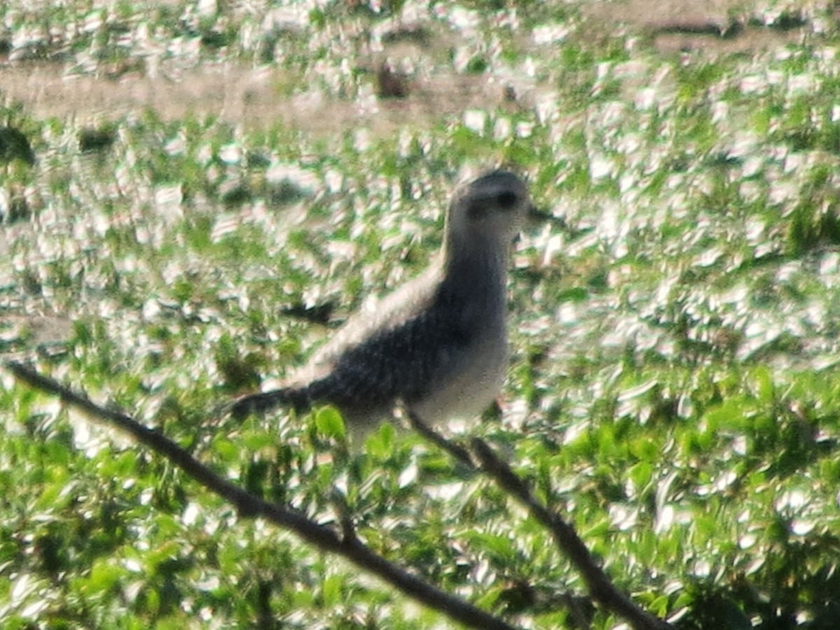 American Golden-Plover - ML633014165