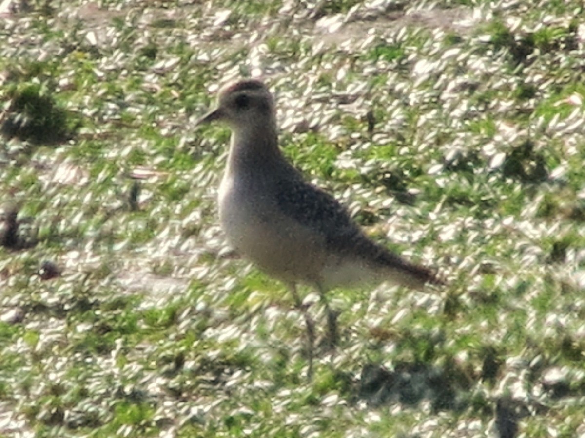American Golden-Plover - ML633014166