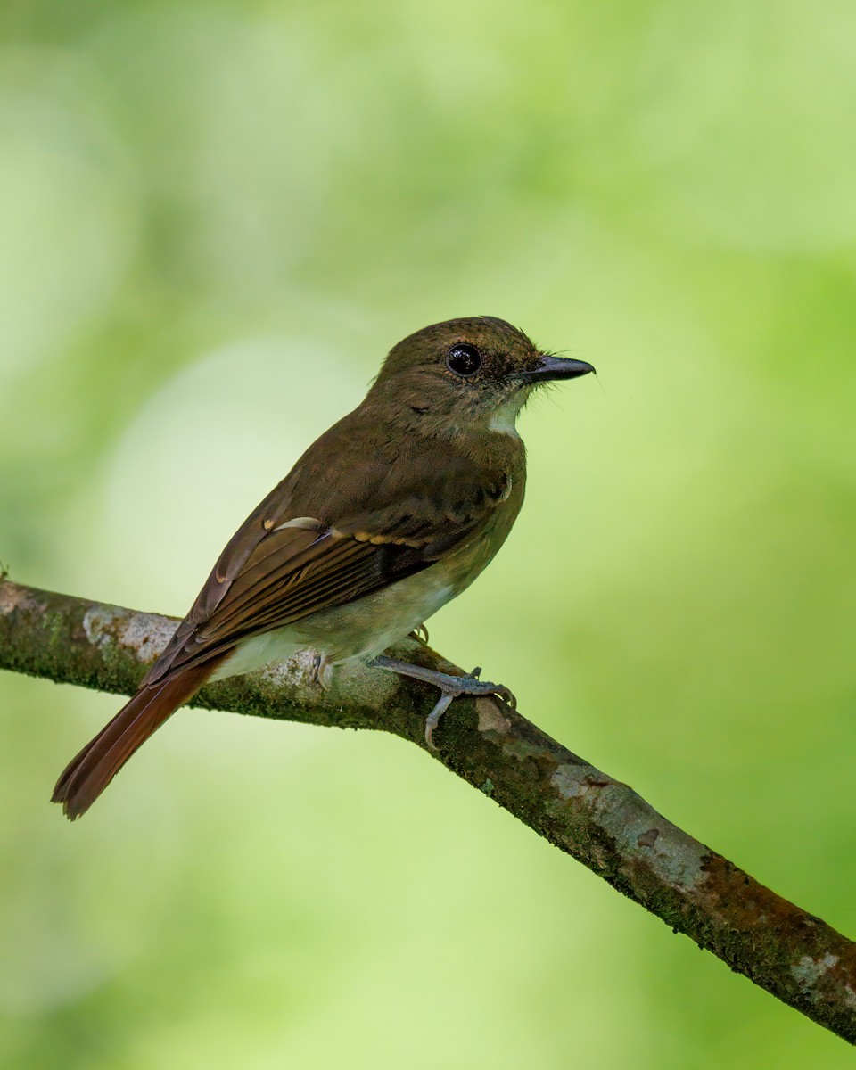 Negros Jungle Flycatcher - ML633014170