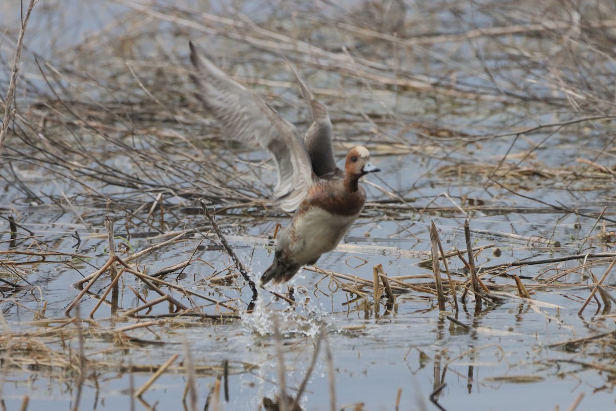 Eurasian Wigeon - ML633014234