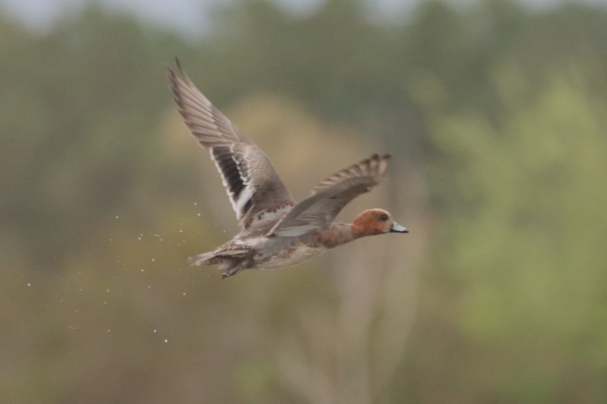Eurasian Wigeon - ML633014235