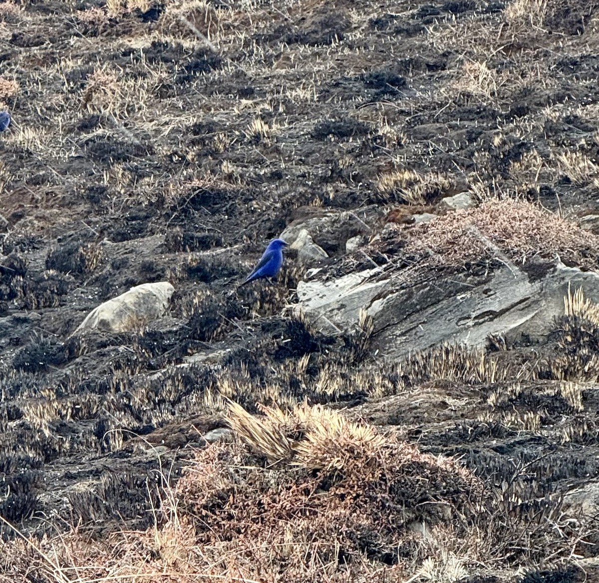 Grandala - ML633014378