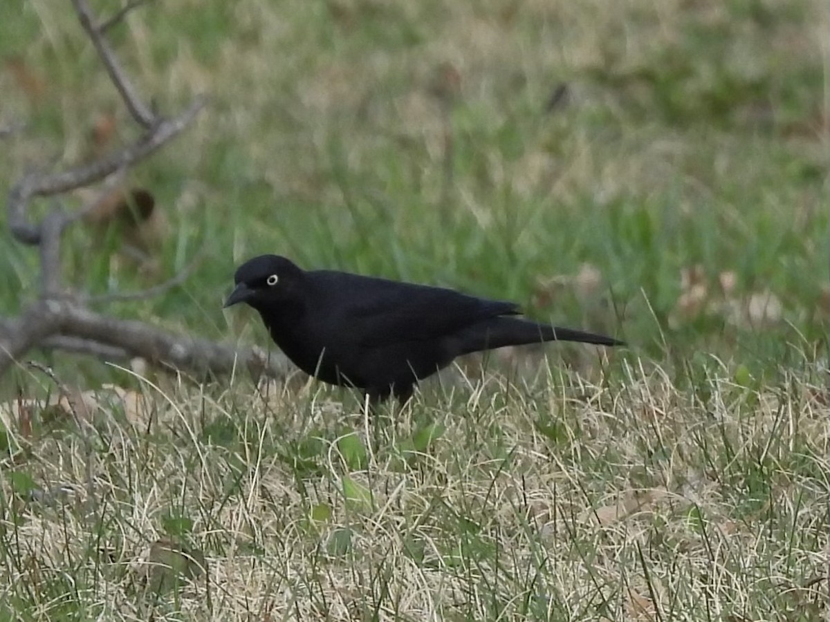 Rusty Blackbird - ML633014552