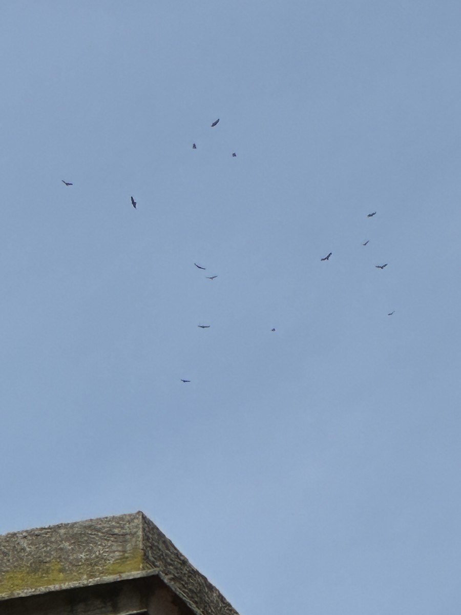 Turkey Vulture - ML633014613