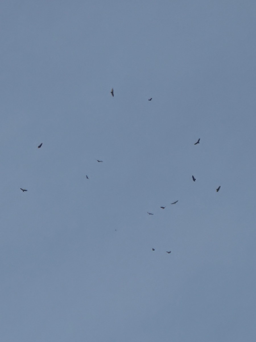 Turkey Vulture - ML633014614