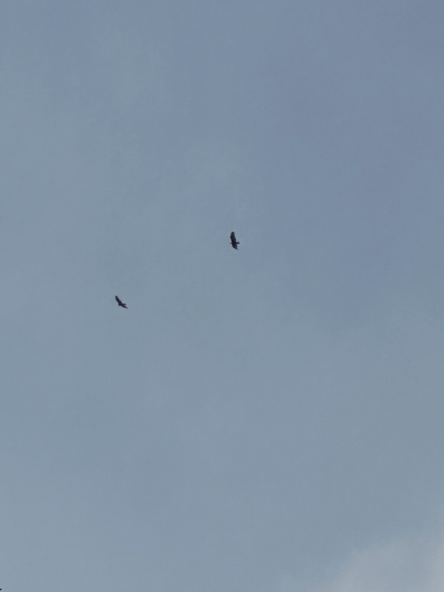 Turkey Vulture - ML633014615