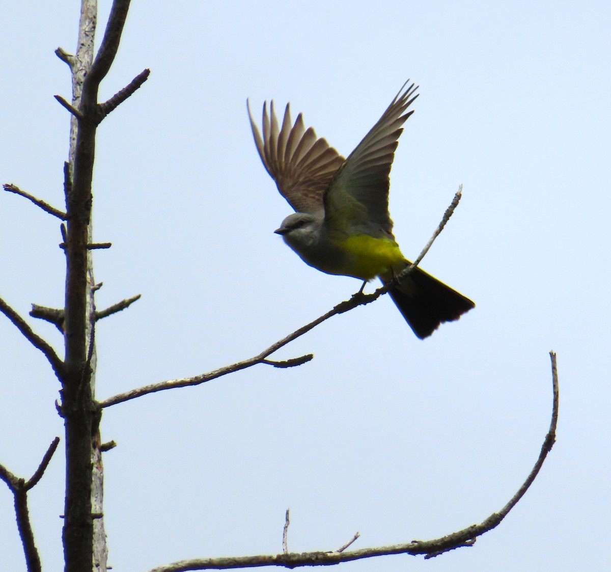 Western Kingbird - ML633014809