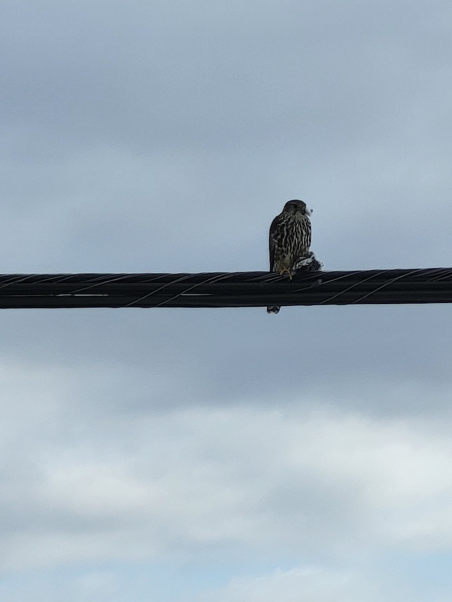 灰背隼 - ML633014819