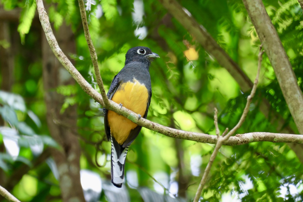 Guianan Trogon - ML633014843