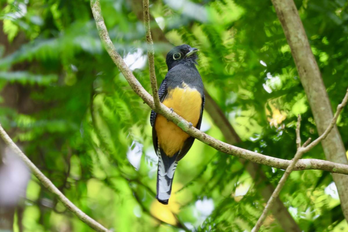 Guianan Trogon - ML633014844