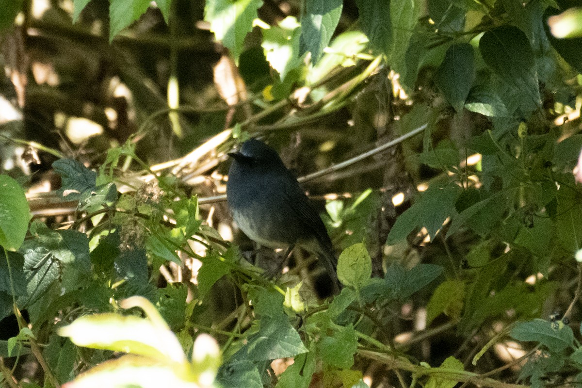 White-bellied Sholakili - ML633014941