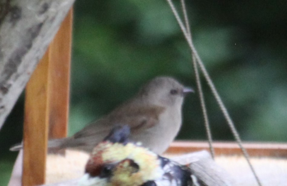 Southern Gray-headed Sparrow - ML633014971