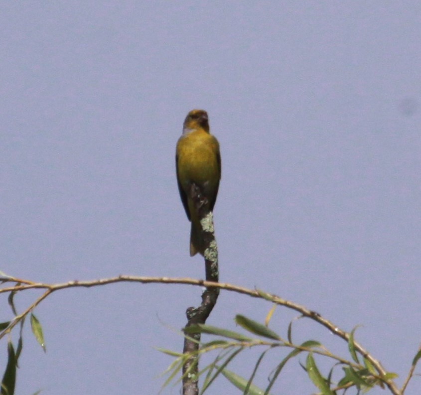 Cape Canary - ML633014977