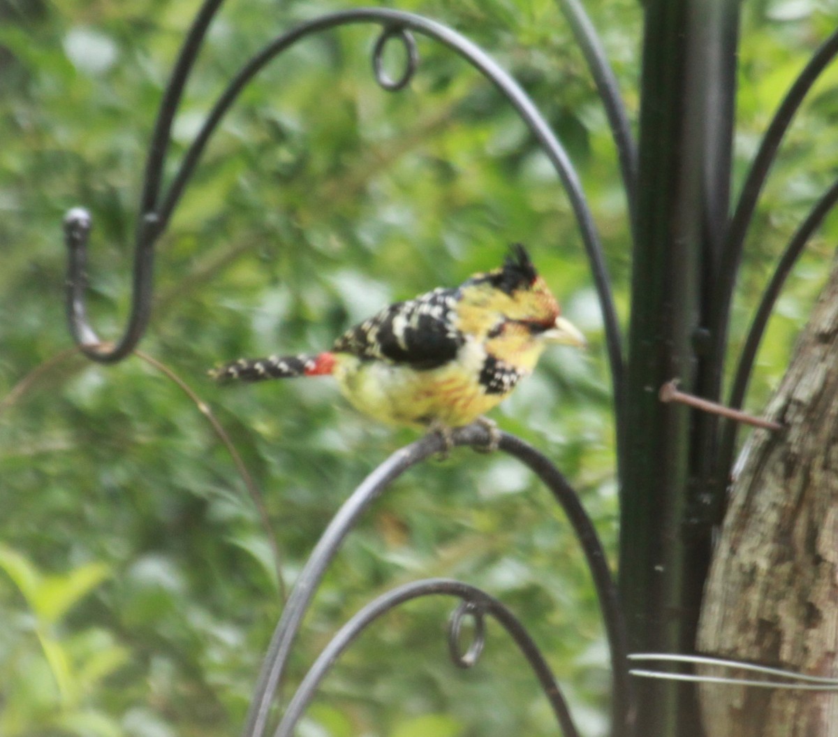 Crested Barbet - ML633015023
