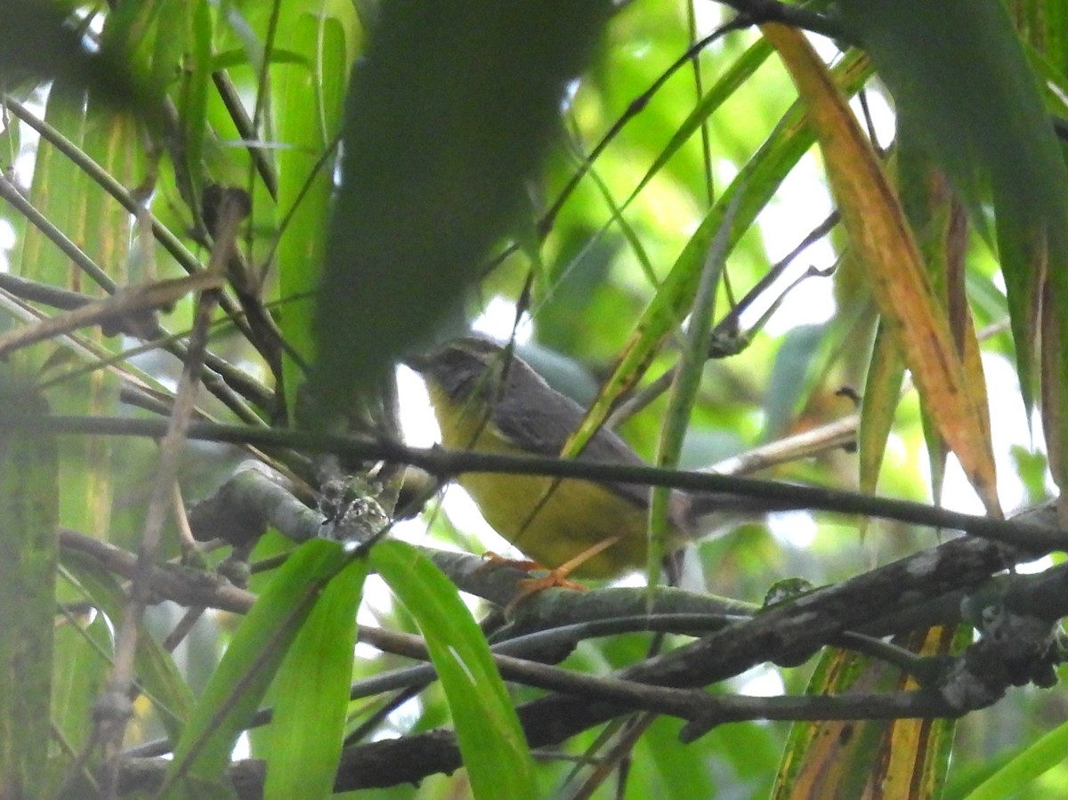 Golden-crowned Warbler - ML633015201