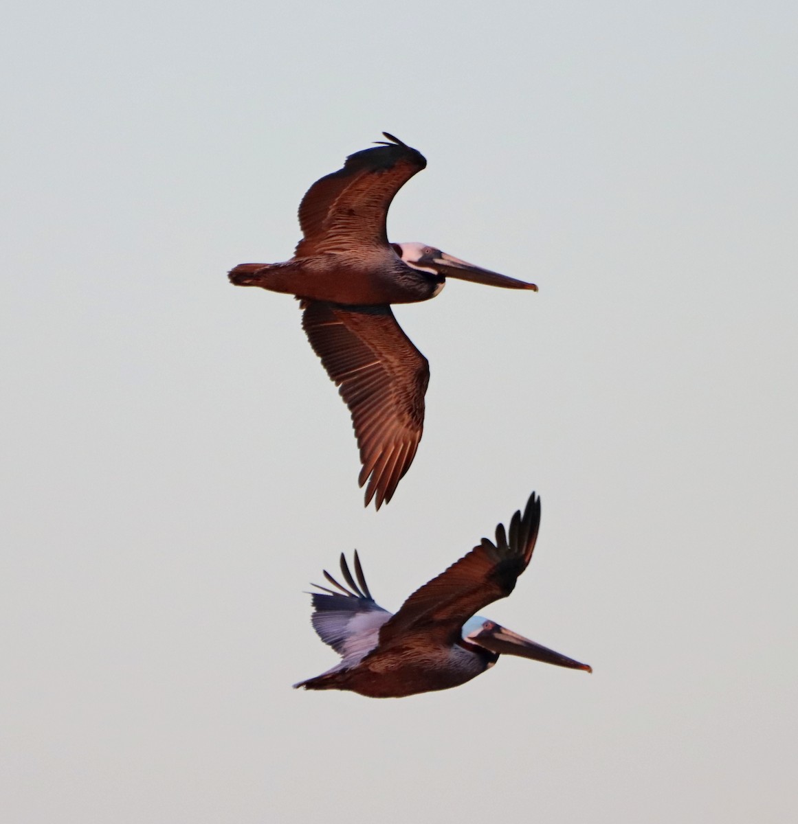 Brown Pelican - ML633015587