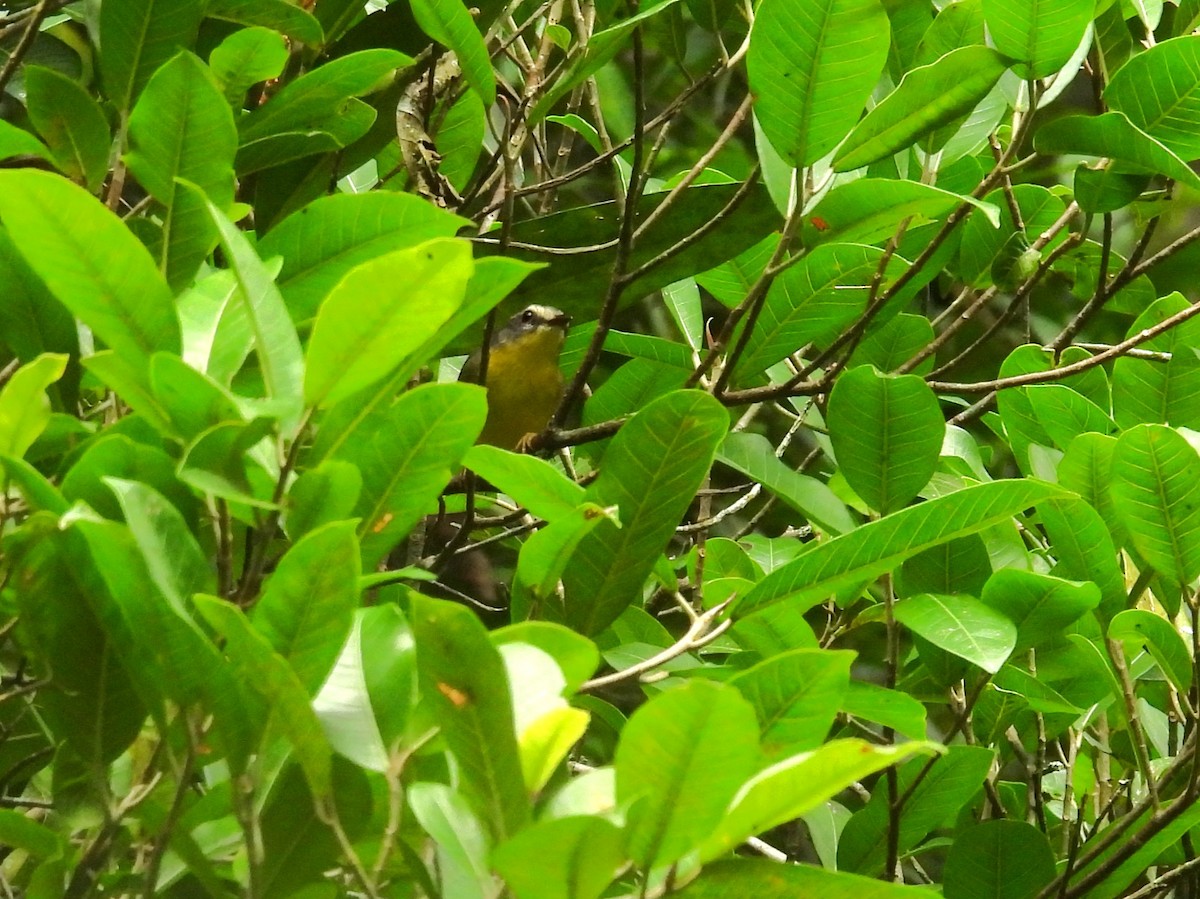 Golden-crowned Warbler - ML633015593