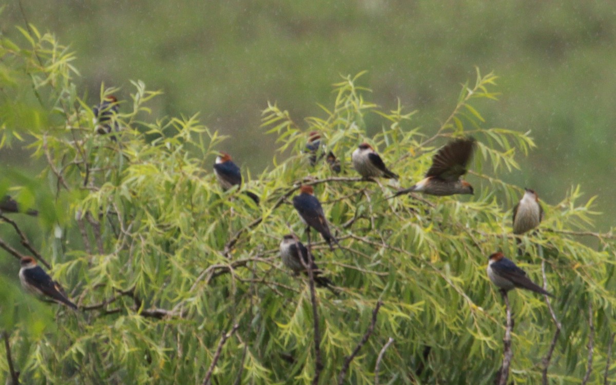 Greater Striped Swallow - ML633015609