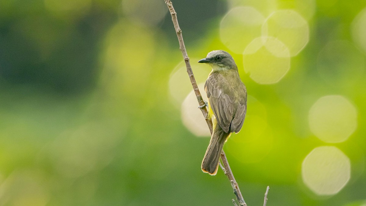 Dusky-chested Flycatcher - ML633015622