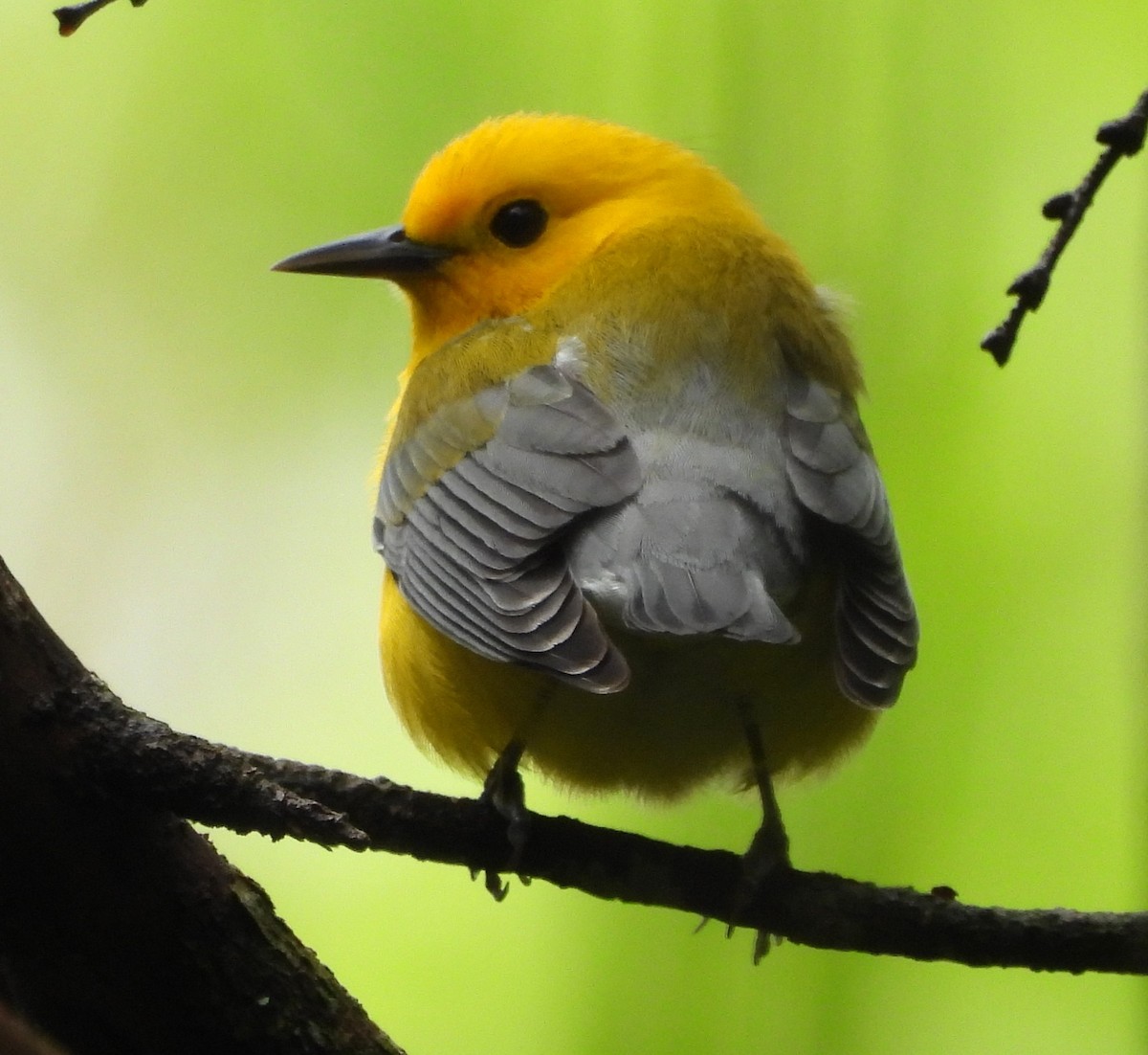 Prothonotary Warbler - ML633015661