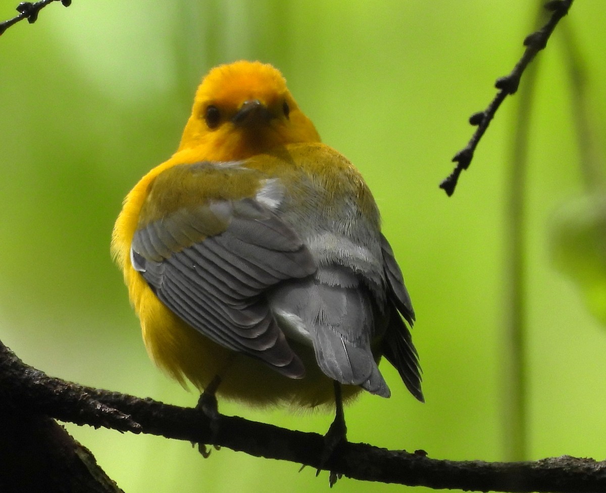 Prothonotary Warbler - ML633015662